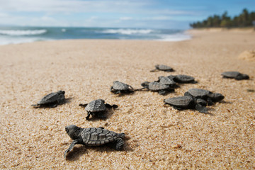 Hatchling baby hawksbill sea turtle (Eretmochelys imbricata) crawling to the sea after leaving the nest at the beach on Praia do Forte, Bahia coast, Brazil, with coconut palm trees background