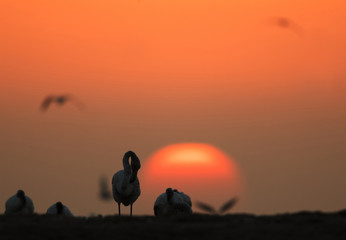 Greater Flamingos and the sun at Asker,  Bahrain