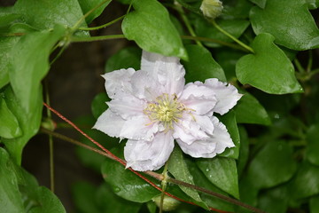 clematis flower