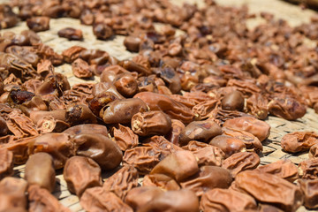 Dates Fruit Dry Food In Garden ripen process nature 