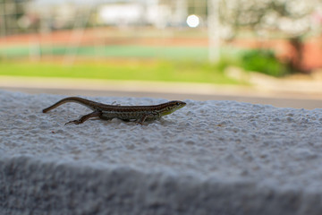 Lizard Ophisops was spotted at a hotel in Cyprus, Ayia Napa