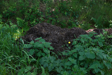 Heap of soil with Perlite grains, added to improve air-holding capabilities and increase drainage ability, dumped after illegal cannabis cultivation  