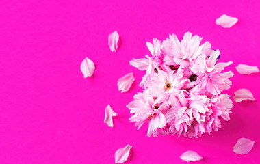 Bouquet of pink sakura flowers, Japanese cherry, in a jug, top view, isolated on bright red with copy space for text. Petals on the background around the bouquet. Blank for greeting card or background