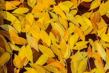 The bright colors of gold autumn