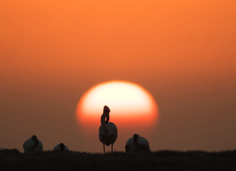 Greater Flamingos during sunrise at Asker,  Bahrain