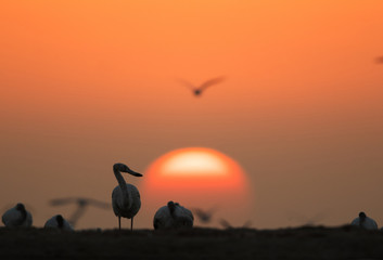 Silhouette of Greater Flamingos in the morning during sunrise at Asker,  Bahrain
