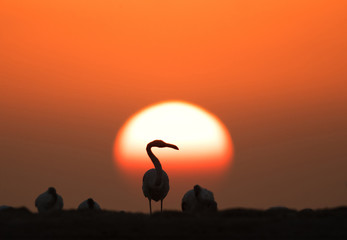 Silhouette of Greater Flamingos during sunrise, Asker,  Bahrain