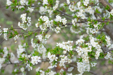 Branches of blossoming apricot macro