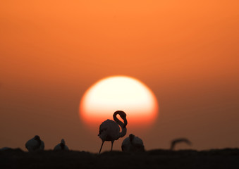 Greater Flamingos  and sunrise at Asker, Bahrain