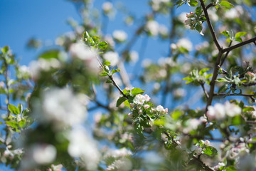 
Blooming apple tree in the garden. Fresh beautiful fragrant flowers of apple trees against the sky. Spring saver