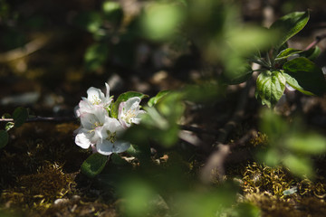  Blooming apple tree in the garden. Fresh beautiful fragrant flowers of apple trees against the sky. Spring saver © Евгения Трастандецка