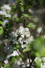 
Blooming apple tree in the garden. Fresh beautiful fragrant flowers of apple trees against the sky. Spring saver