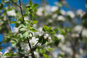 
Blooming apple tree in the garden. Fresh beautiful fragrant flowers of apple trees against the sky. Spring saver