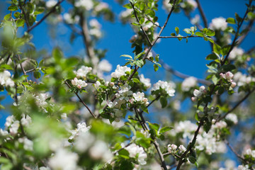 
Blooming apple tree in the garden. Fresh beautiful fragrant flowers of apple trees against the sky. Spring saver