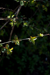 Young leaves in the sun on a dark background