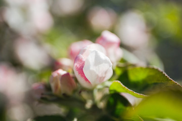 Fototapeta na wymiar Blooming apple tree in the garden. Fresh beautiful fragrant flowers of apple trees against the sky. Spring saver