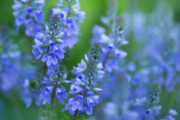 field blue flowers close up