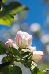 
Blooming apple tree in the garden. Fresh beautiful fragrant flowers of apple trees against the sky. Spring saver