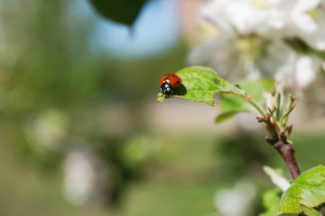 
red ladybug on a green leaf
