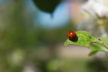 
red ladybug on a green leaf