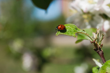 red ladybug on a green leaf