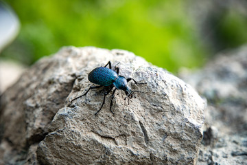 blue bug in stone