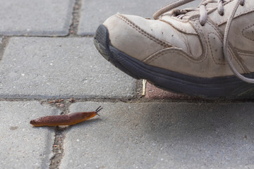 A foot in gray sneaker almost treading a slug.