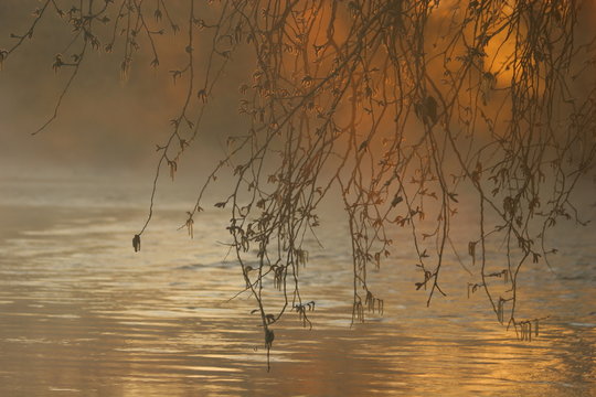 Inflorescencias de chopo (Populus alba) en la ribera del R&iacute;o Segura al amanecer con neblina. Cieza-Murcia-Espa&ntilde;a.