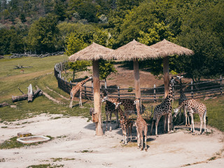 The giraffes feed in exhibition.