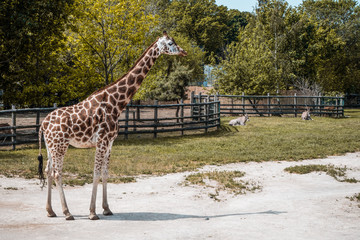 The giraffes feed in exhibition.