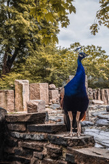 The male peacock on the stone.
