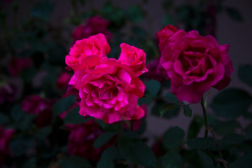 red rose green and dim garden afternoon