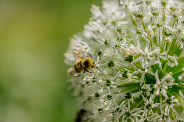 bee on a flower