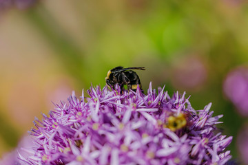 Bumblebee on a flower