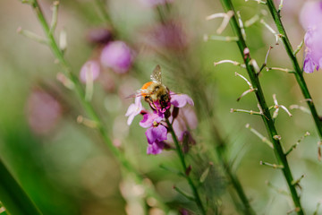 bee on a flower
