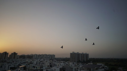 bird with sky view over city of India. sunrise & sunset view on city with Birds.