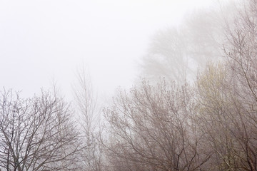 leafless tree branches are barely visible in fog in early spring