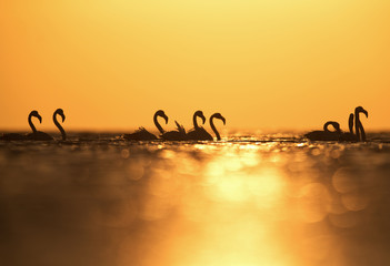 Greater Flamingos and the sunrays reflection at Asker beach, bahrain