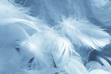 Beautiful abstract colorful white and blue feathers on white background and soft white feather texture on blue pattern and blue background, feather background, blue banners