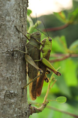 green grasshopper on a leaf