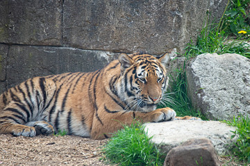 Siberian tiger resting in the sun