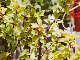 Prunus tomentosa, Ragouminier ou cerisier de Nankin