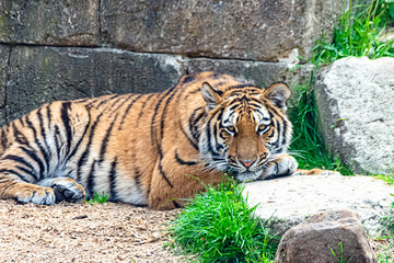 Siberian tiger resting in the sun