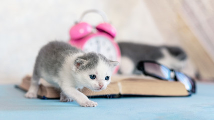 Fototapeta na wymiar A small kitten walks near an open book, alarm clock and glasses. Visiting the library