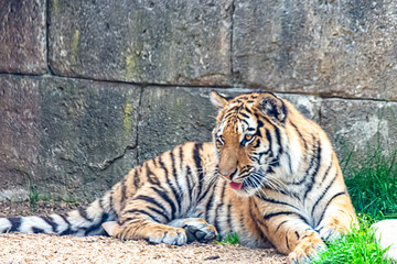 Siberian tiger resting in the sun