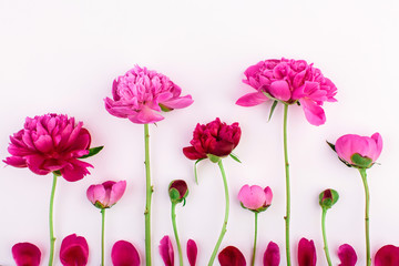 Funny arrangement of pink and purple flowers of peony on white background.