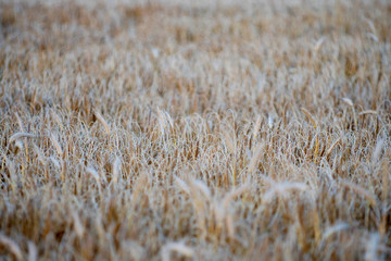 Harvest ready wheat field