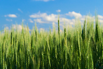 green wheat field on blue sky background