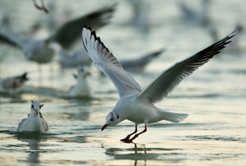 Black-headed gull feeding at Tubli bay, Bahrain