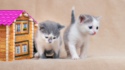 Little kittens are playing near the toy house